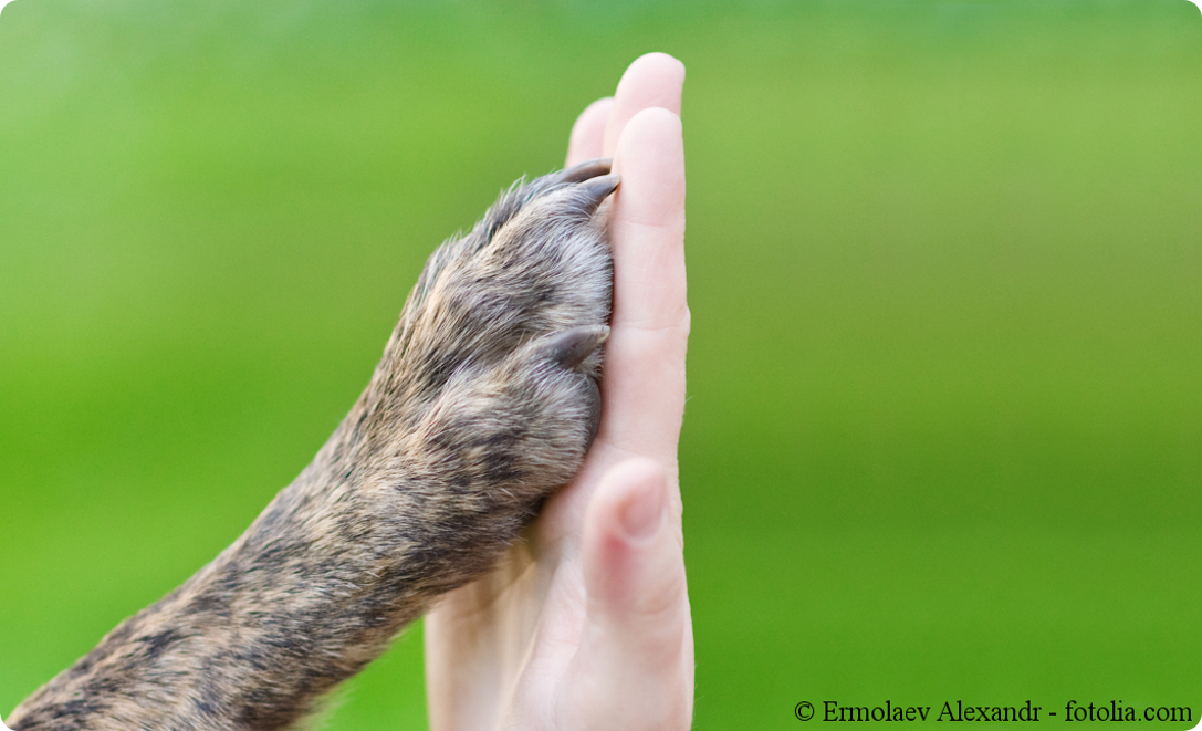 Hundepfote berührt menschliche Hand
