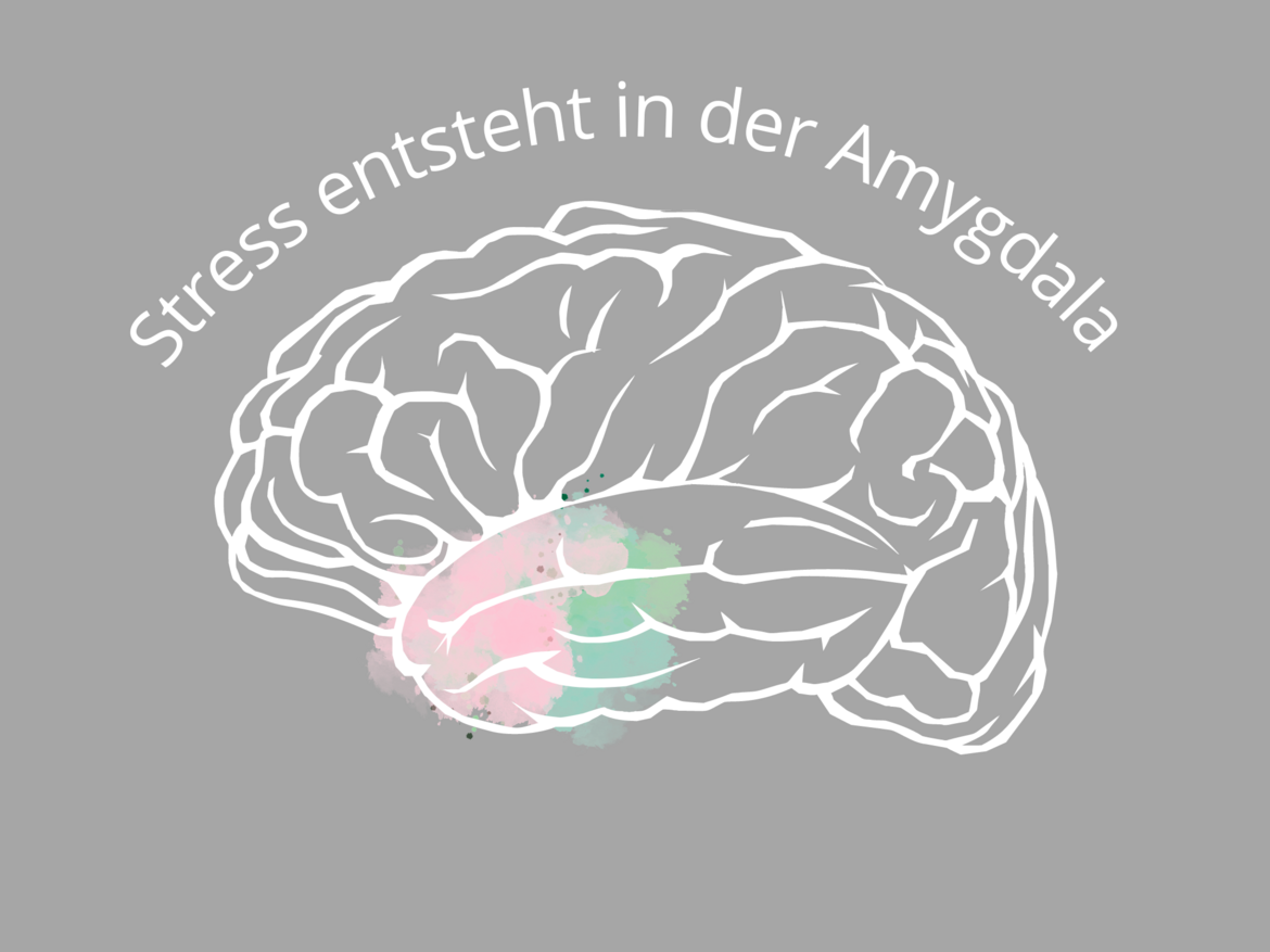 Gehirn mit eingefärbter Amygdala