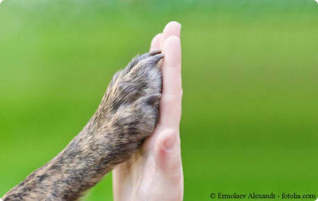 eine Pfote und ein Hand berühren sich