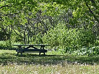 Tisch auf grüner Wiese vor Bäumen
