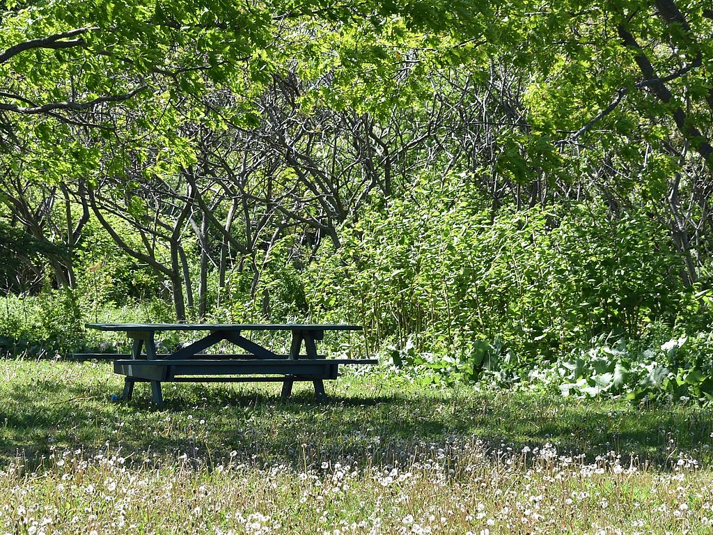 Tisch auf grüner Wiese vor Bäumen