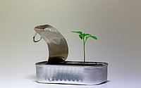 Konserven Dose aus der ein junger Pflanzenspross hervorkommt symbolhaft für die verantwortliche und nachhaltige Unternehmensneugründungen 
