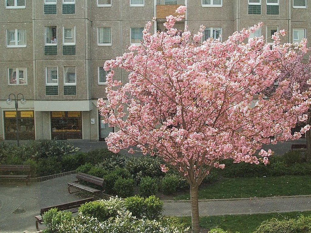 Blühender Kirschbaum vor Plattenbau in MaHe