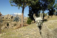 Lama in Bolivien