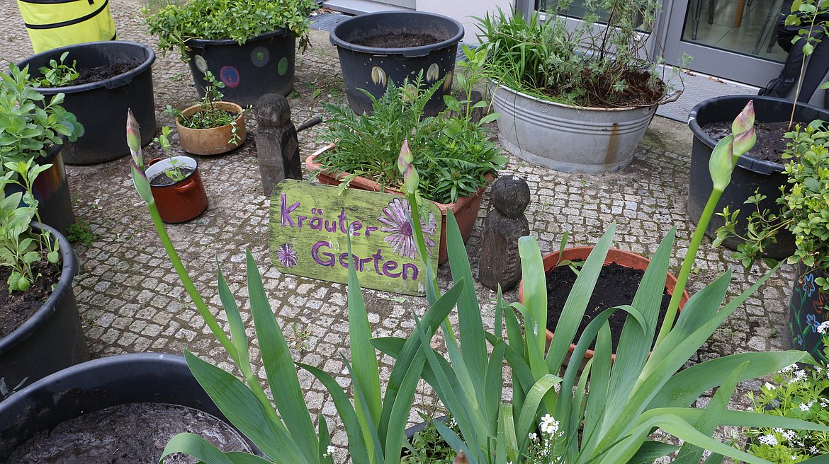 Picture of the herb garden in the courtyard of ASH Berlin