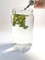 Grüne Tusche wird in Wasser getropft